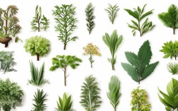 植物关系平面设计，植物关系平面设计图