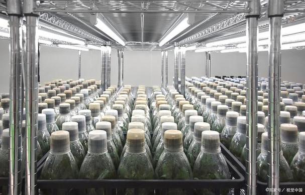 中国工业微生物菌种保藏管理中心