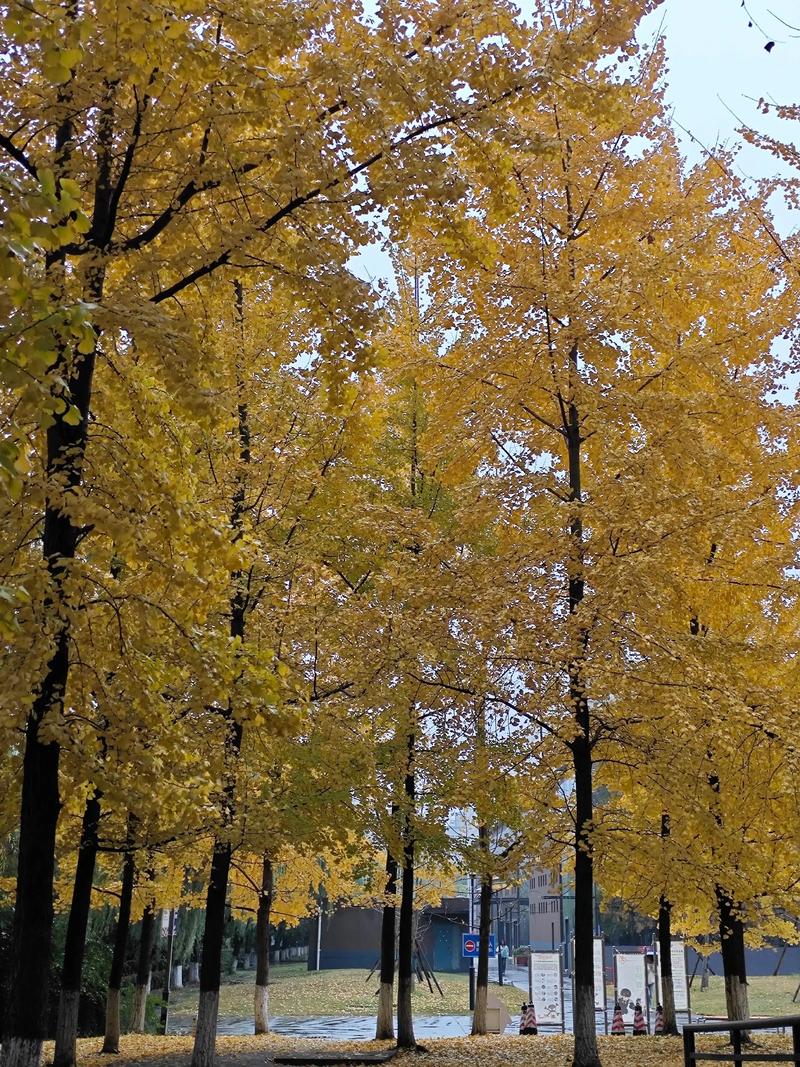 成都信息工程学院银杏酒店管理